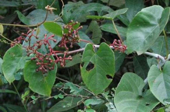 獨(dú)腳烏桕的用法