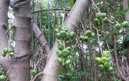 獨(dú)腳烏桕的植物形態(tài)