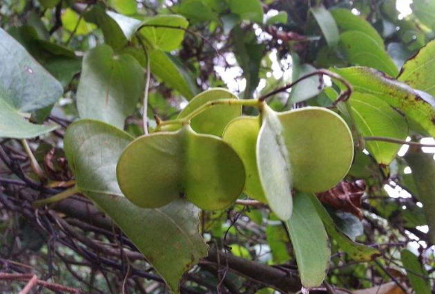 中藥獨(dú)腳烏桕的圖片