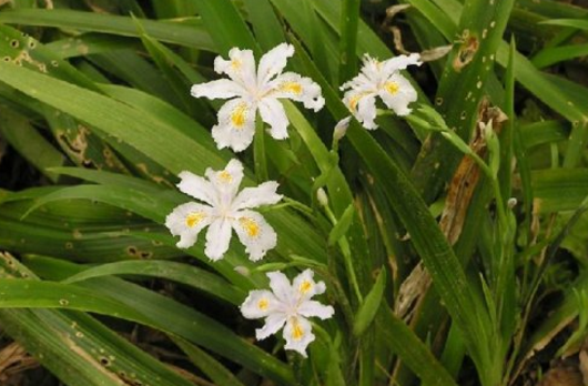 豆豉草的功效與作用