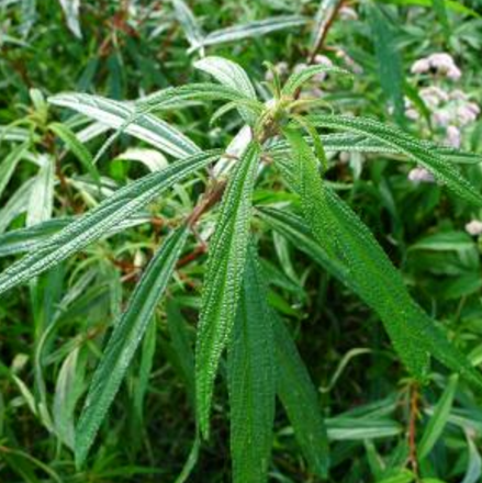 中藥冬里麻的藥材性狀及其功效與作用！