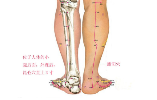 跗陽穴的圖片