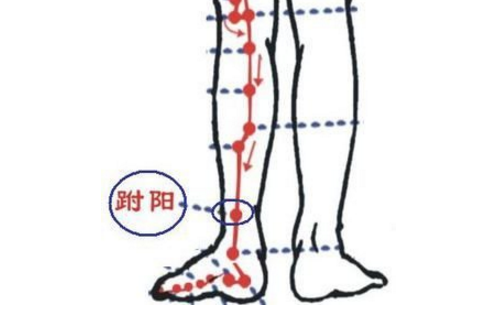 跗陽穴的位置