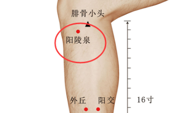 如何定位陽(yáng)陵泉穴？