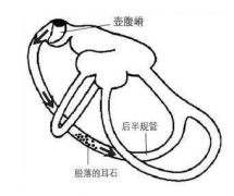 迷路震蕩的癥狀表現(xiàn)及其中醫(yī)推薦的飲食保?。?/></a></dt>
                    <dd>
                        <h2><a href=