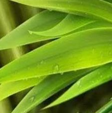 中藥方劑地骨皮湯的用法用量以及功能主治！