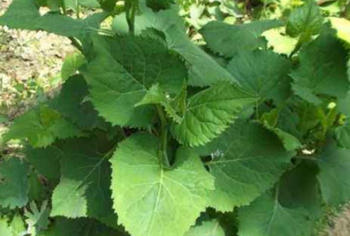 東風(fēng)菜根的藥用禁忌