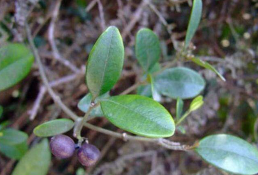 阿利藤的生長(zhǎng)環(huán)境及其分布