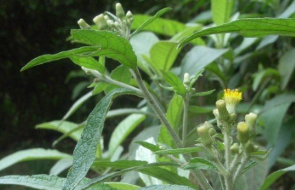艾納香根的植物形態(tài)