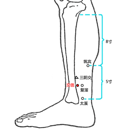 交信穴可益腎調(diào)經(jīng)，其準確位置及功效與作用有哪些？