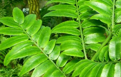 定心散的功效與作用