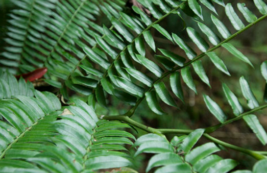 定心散的性狀鑒別