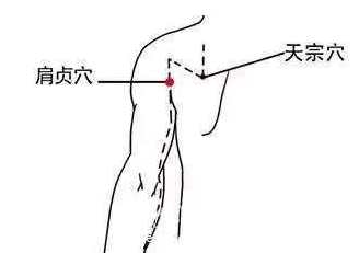 肩貞穴的功效與作用