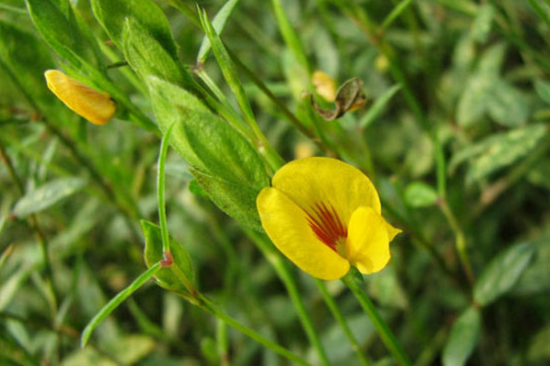 丁癸草的圖片形態(tài)