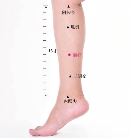 漏谷穴酸痛是怎么回事？漏谷穴的準(zhǔn)確位置及其功效與作用講解！