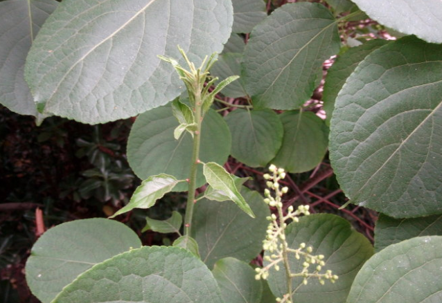 吊干麻的用藥禁忌