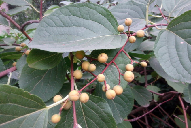 吊干麻的功效與作用