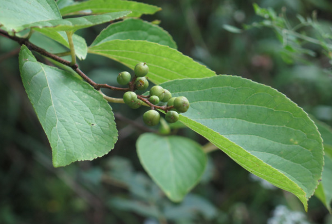 吊干麻的植物形態(tài)