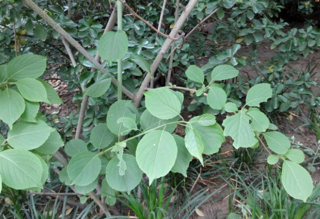 吊干麻的附方應用