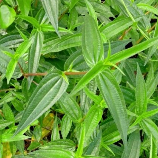 中藥糯米藤該如何培育呢？它的功效與作用又有哪些？