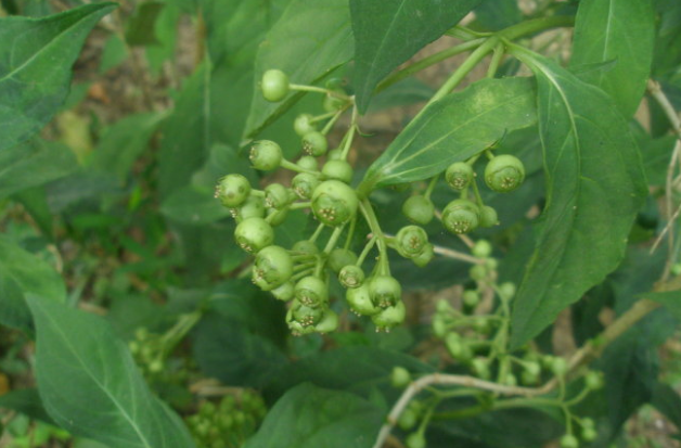 滇常山的功效與作用