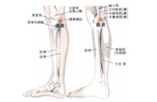 曲泉穴圖片