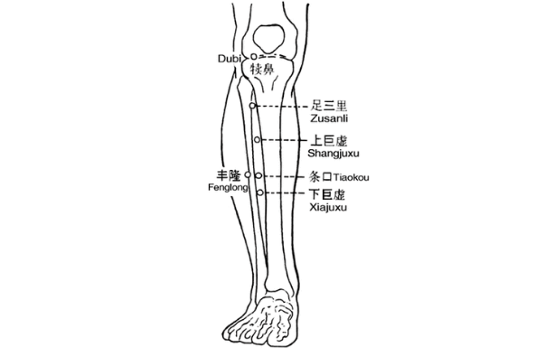 上巨虛穴的功效與作用