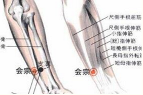 會(huì)宗穴準(zhǔn)確位置