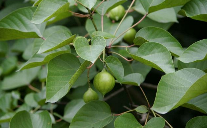 桐油的功效與作用