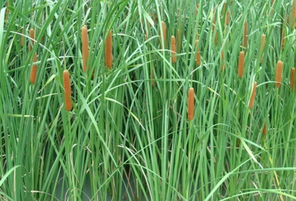 蒲草根的生長(zhǎng)環(huán)境