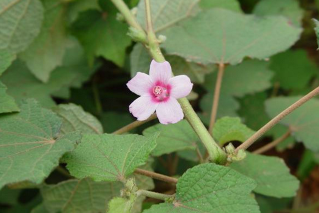 地桃花的功效與作用