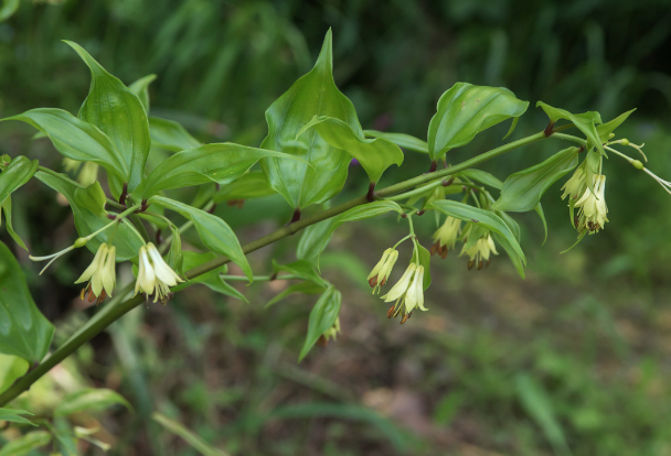 竹葉參的藥用功效