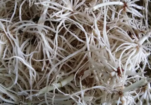 竹葉參的傳統(tǒng)應(yīng)用