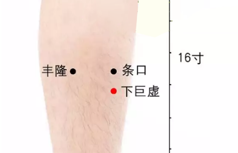 下巨虛穴的圖片