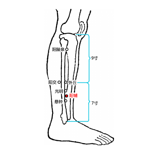 陽輔穴酸痛是怎么回事？它的準(zhǔn)確位置及功效與作用有哪些？