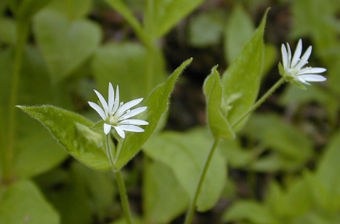 地精草的藥材性狀