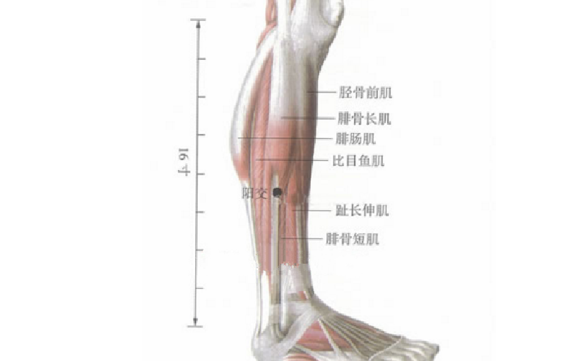 陽交穴位置