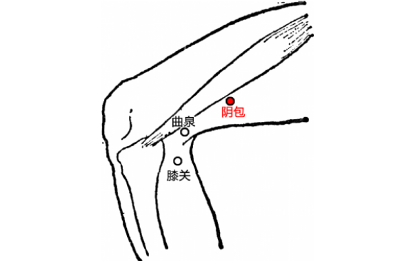 陰包穴位置