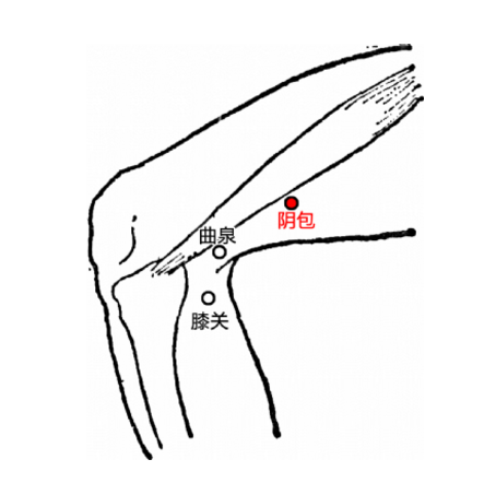 陰包穴有疏肝理氣的功效，它的準(zhǔn)確位置你知道在哪嗎？