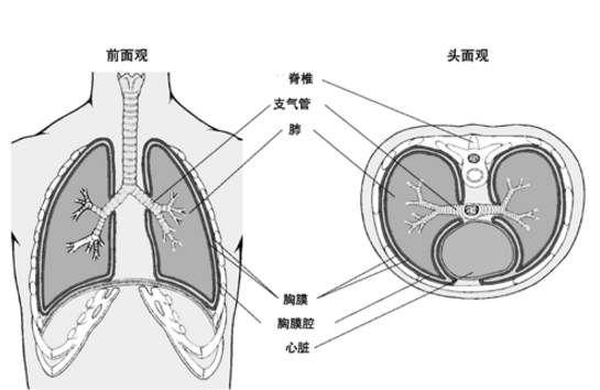 肺、胸膜阿米巴病的發(fā)病原因