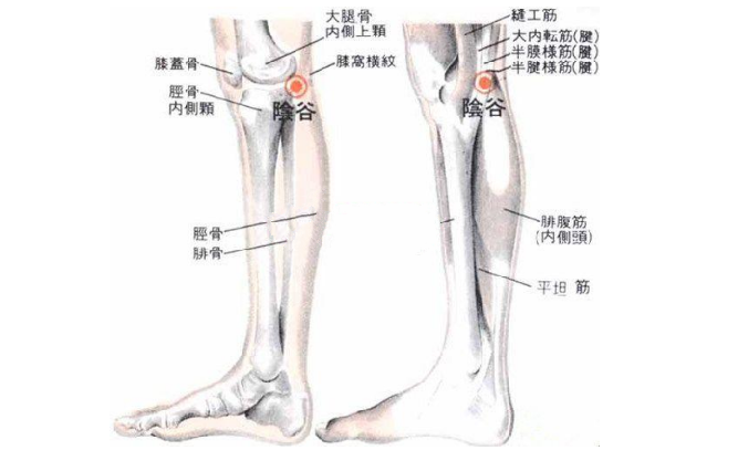 陰谷穴的準(zhǔn)確位置