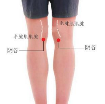 陰谷穴的準(zhǔn)確位置及按摩陰谷穴的功效與作用有哪些？