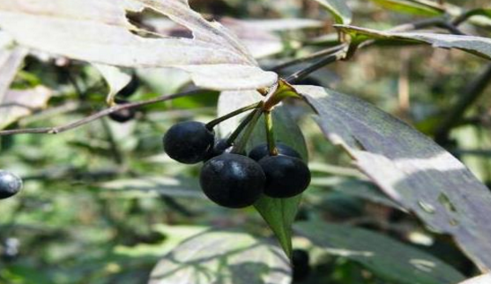 竹葉參的形態(tài)