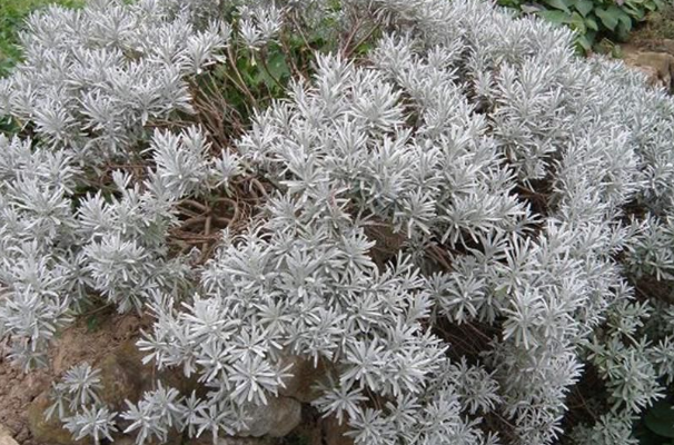 芙蓉菊根的圖片