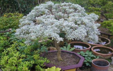 芙蓉菊根的功效