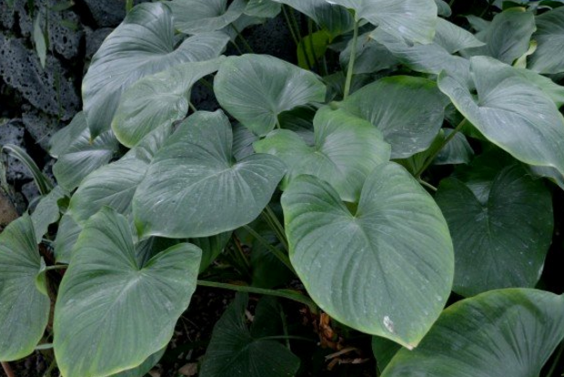 千年健的功效與作用