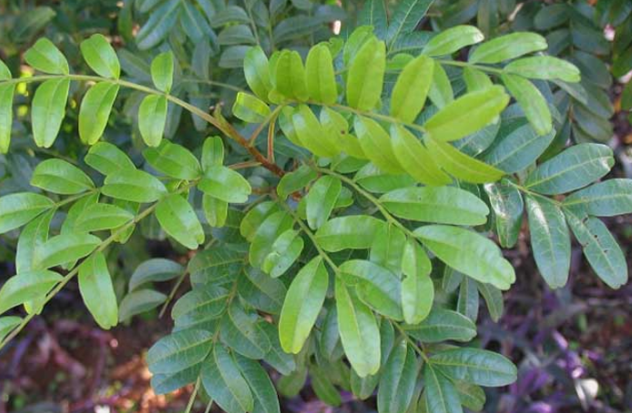 中藥紫油木葉的圖片