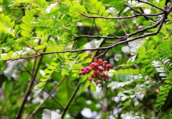 紫油木葉的功效與作用