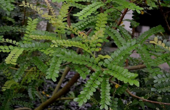 紫油木葉的價值應用