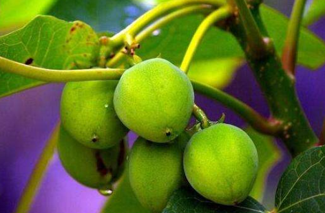 桐油的功效與作用